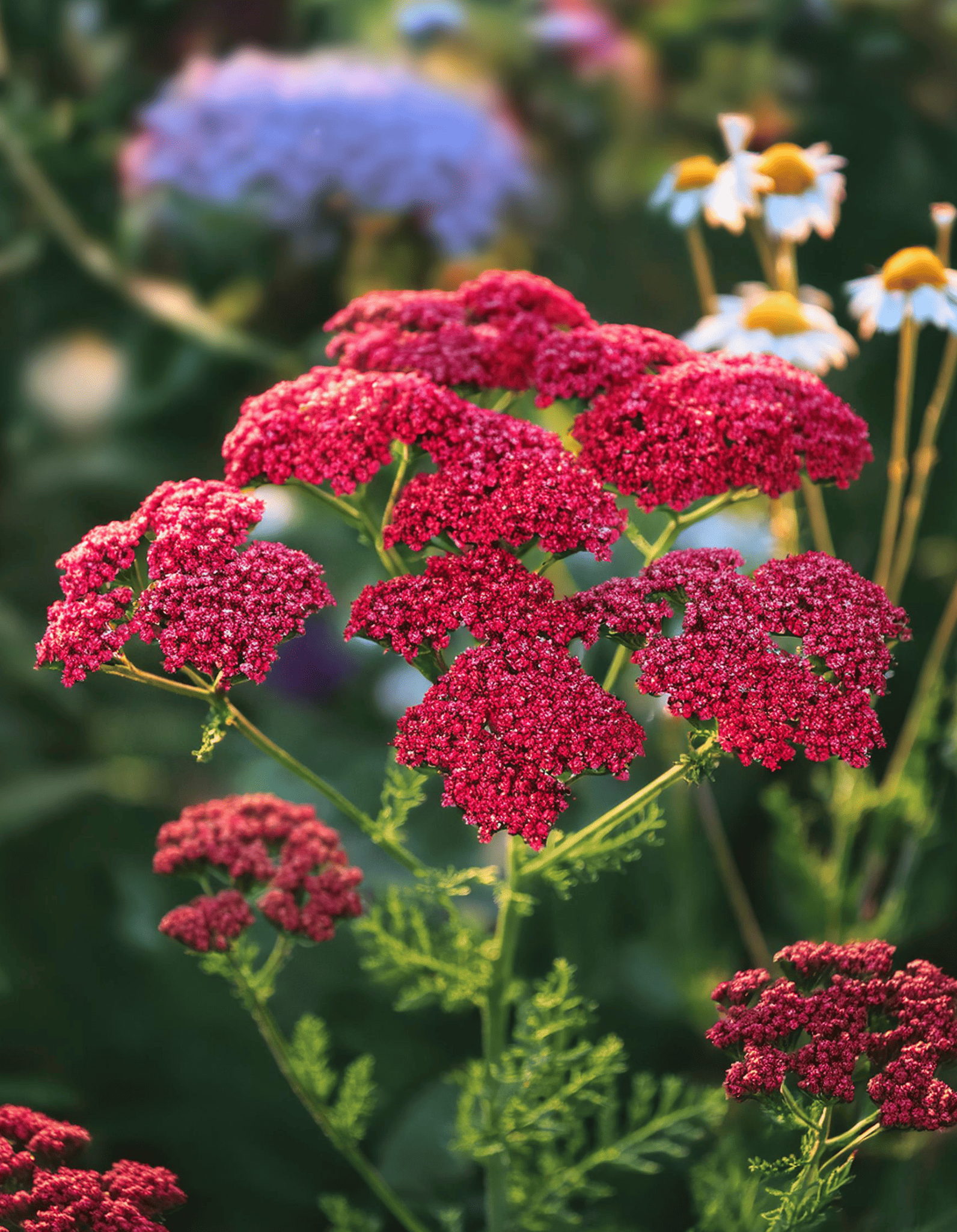 Yarrow 5