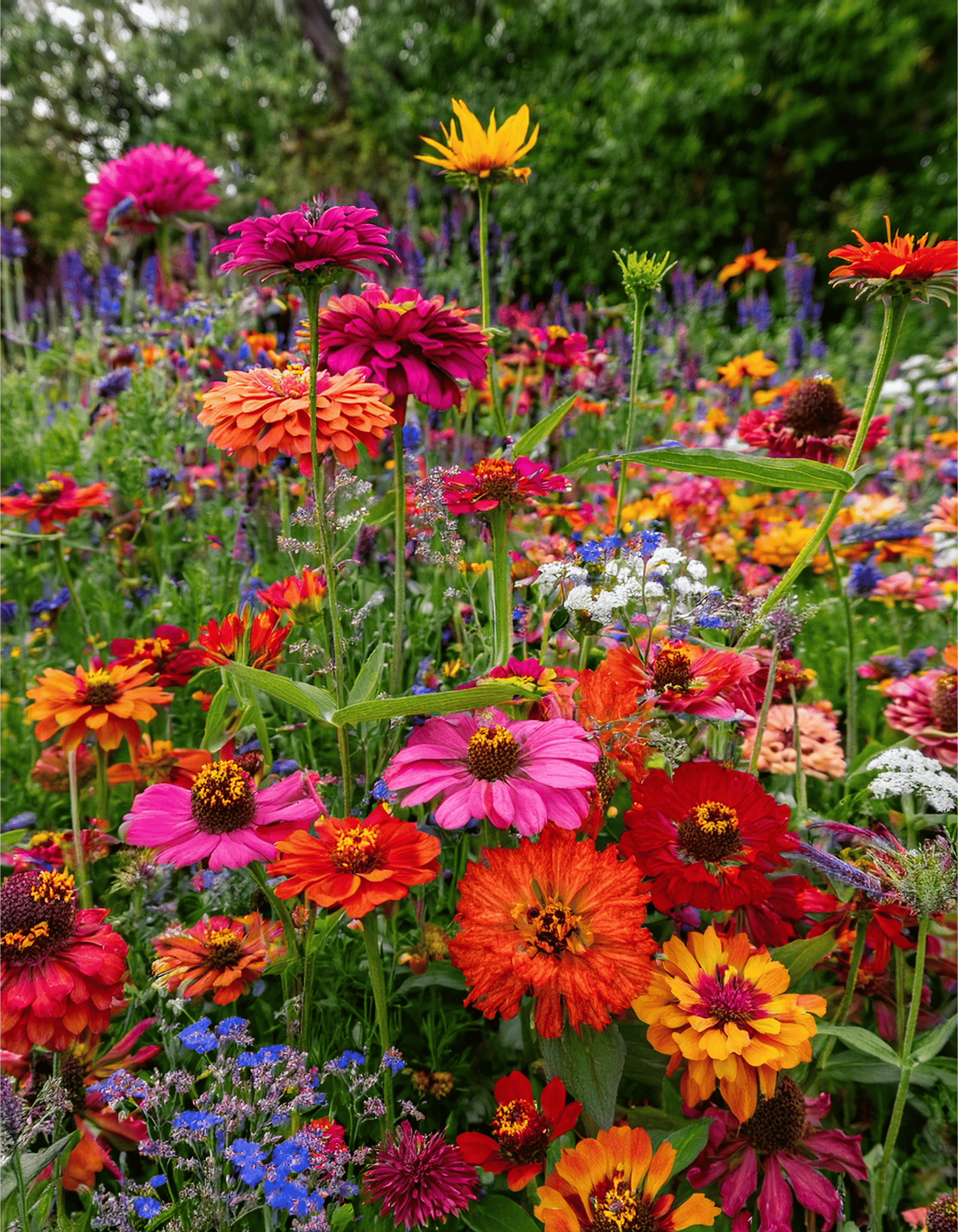 Zinnias in a wildflower field with Gaillardias