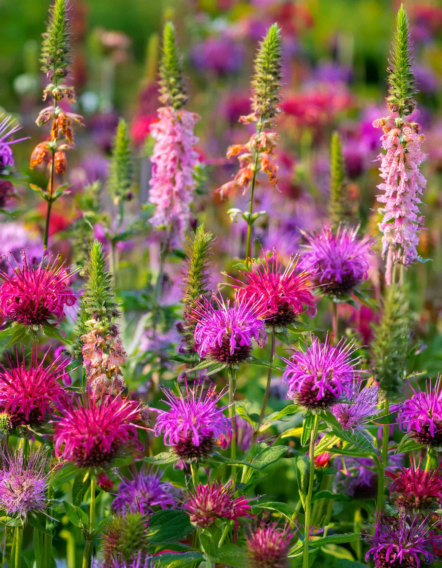 bee balm flowers for a chaos garden