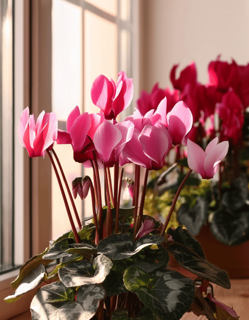 pink Cyclamen
