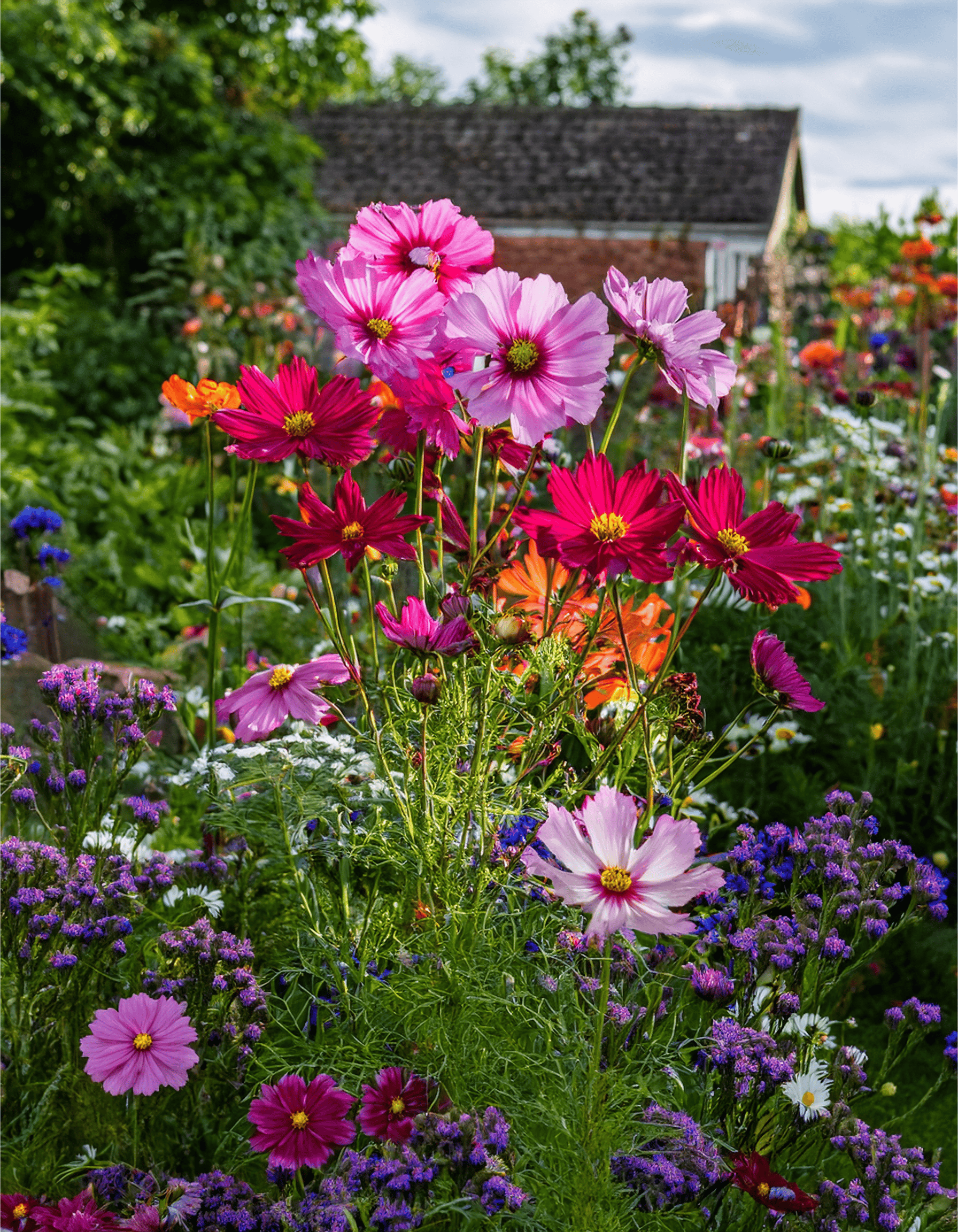 pink magenta cosmos wild garden bloomscape