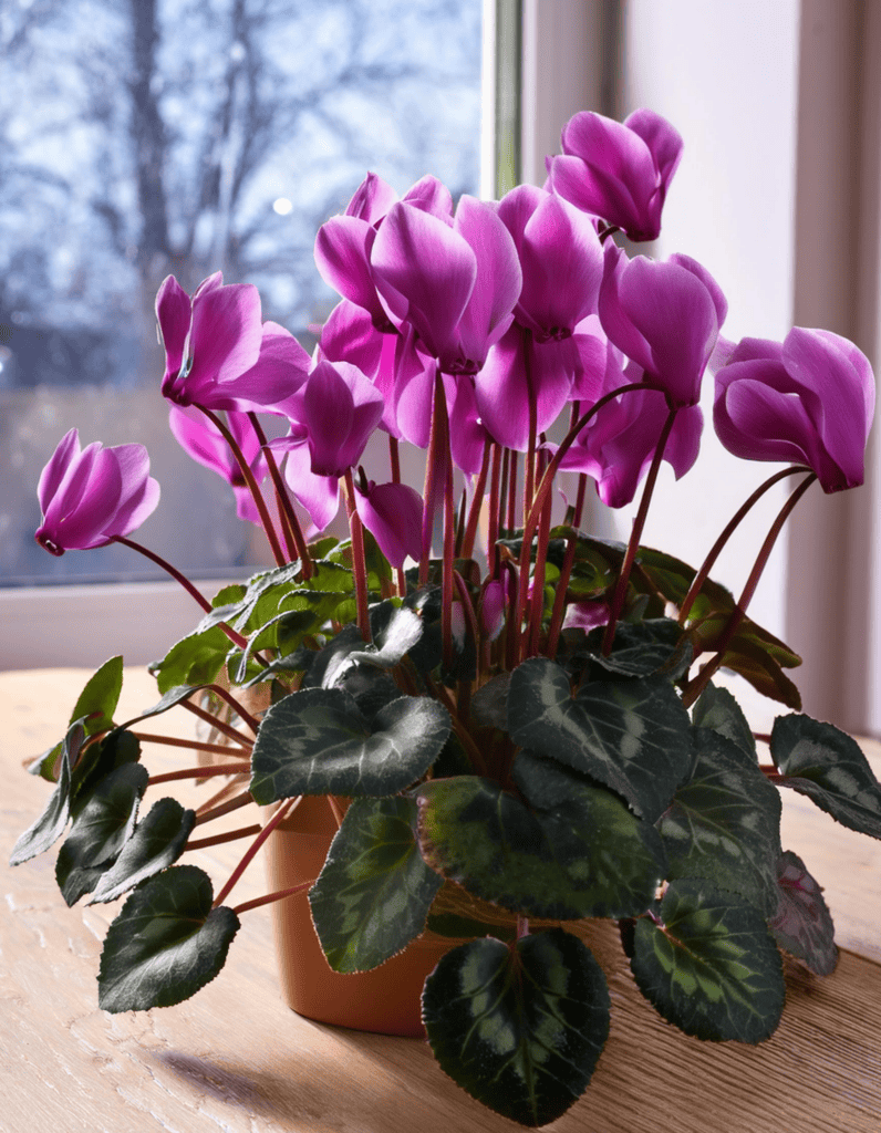 window Cyclamen 1
