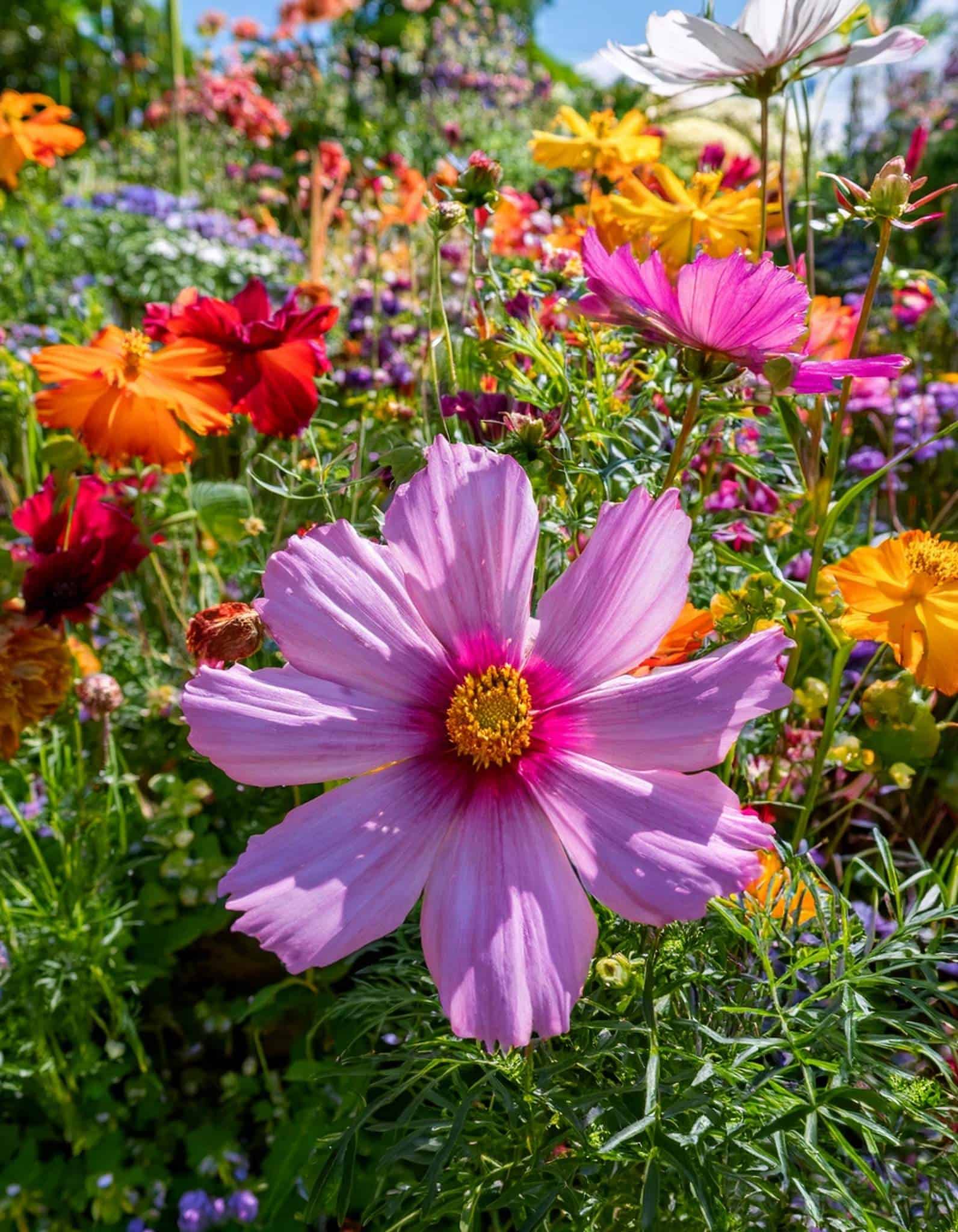 ✳︎flower✳︎様 Self-Seeding Annual Flowers: The Secret to a Beautifully Chaotic