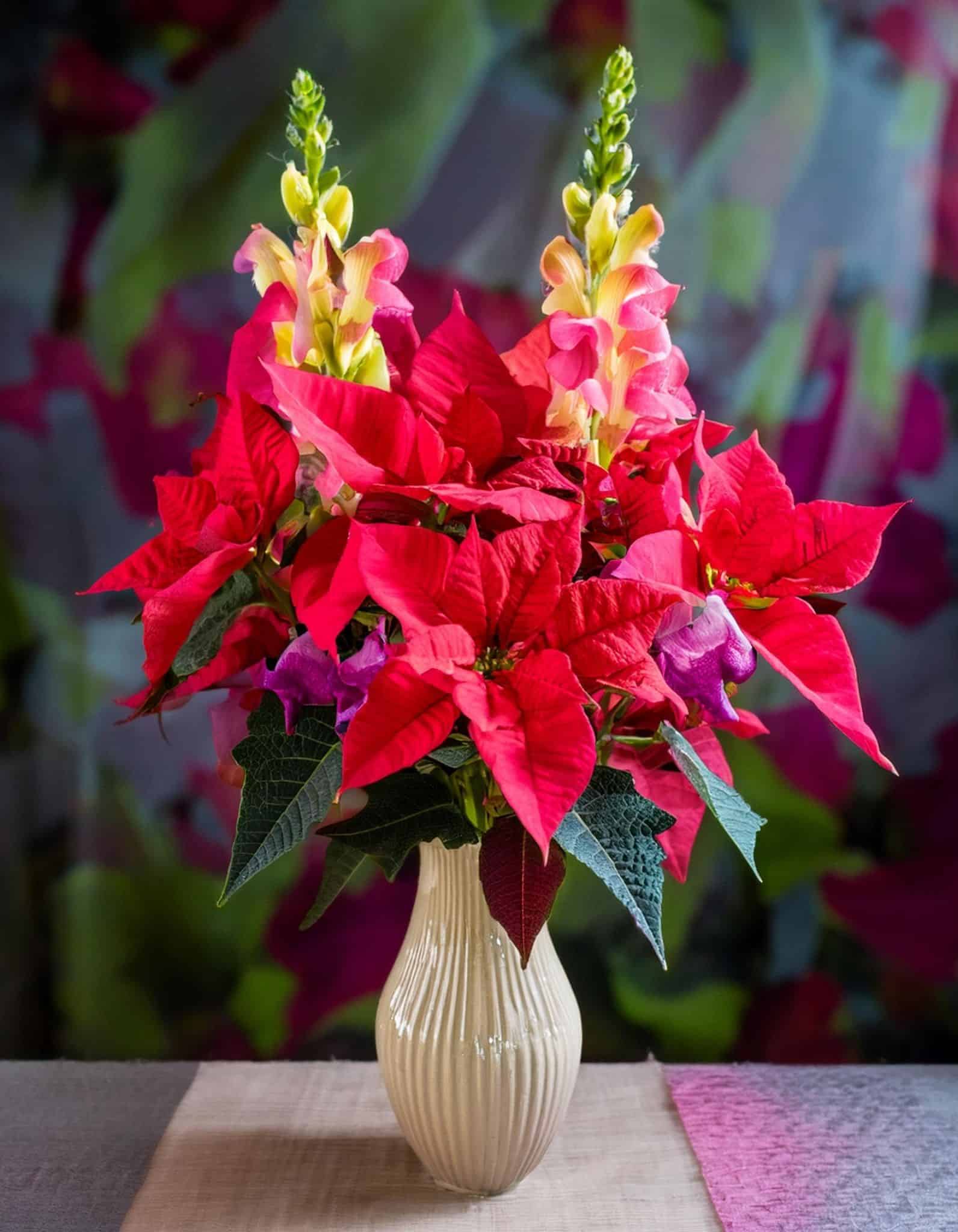 Snapdragon christmas