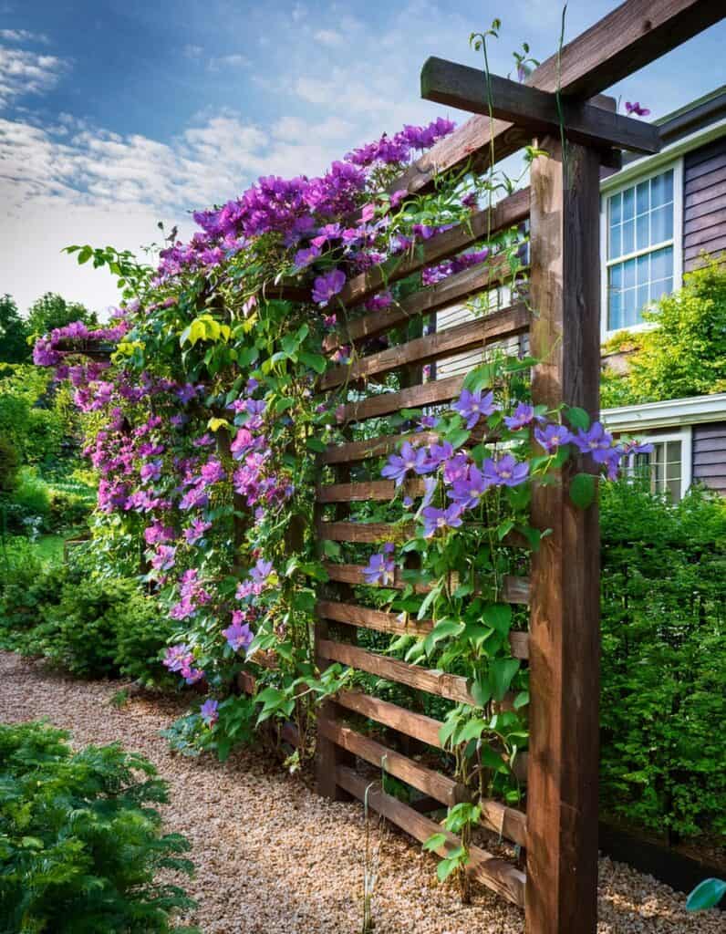 Clematis living fence 2