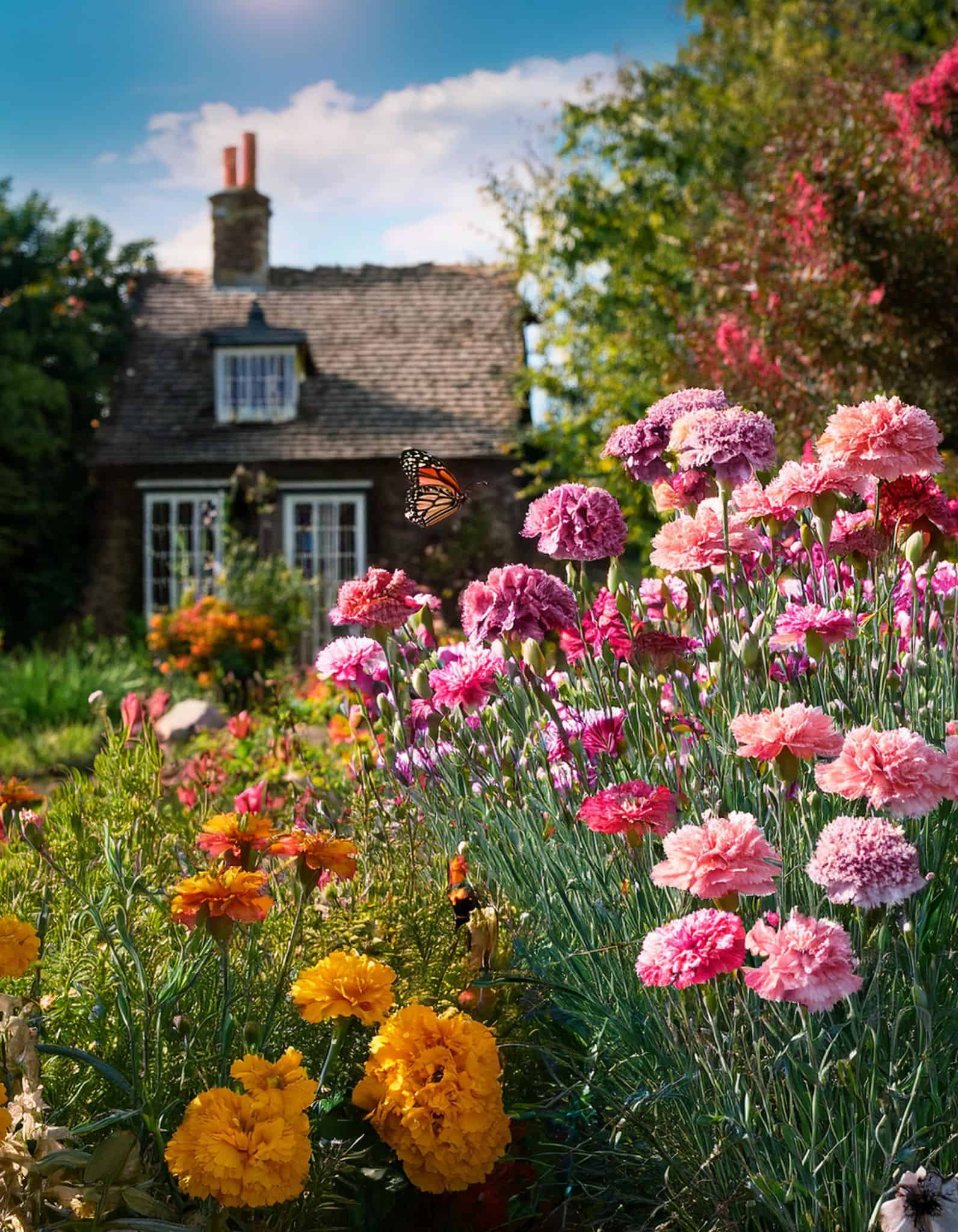 Cottage gardens and pollinators with carnations