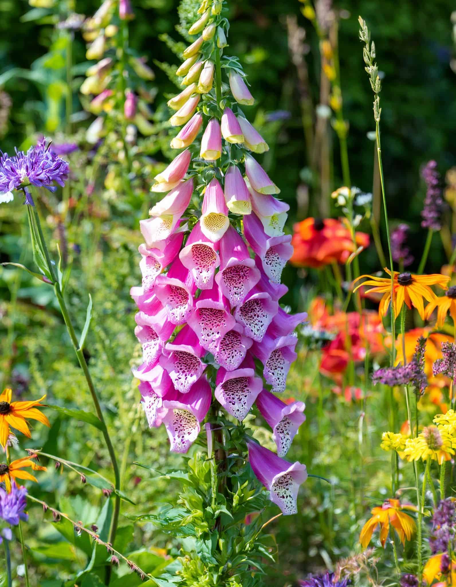 Foxglove flowers 1