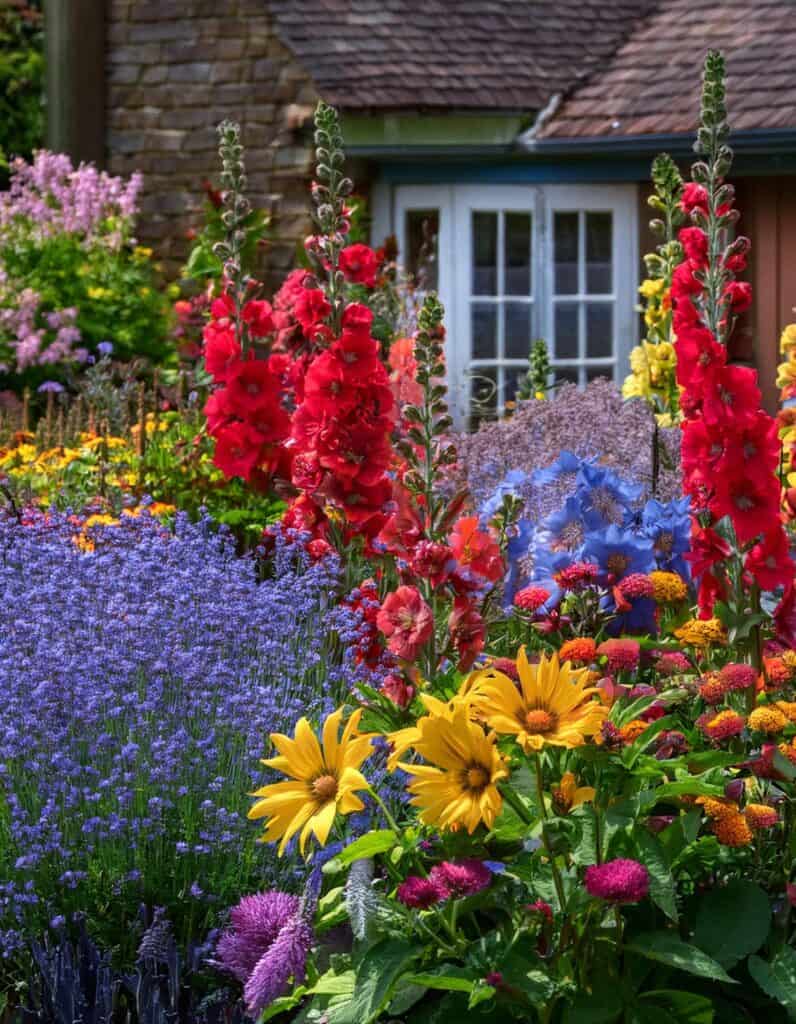 Jewel tone cottage garden