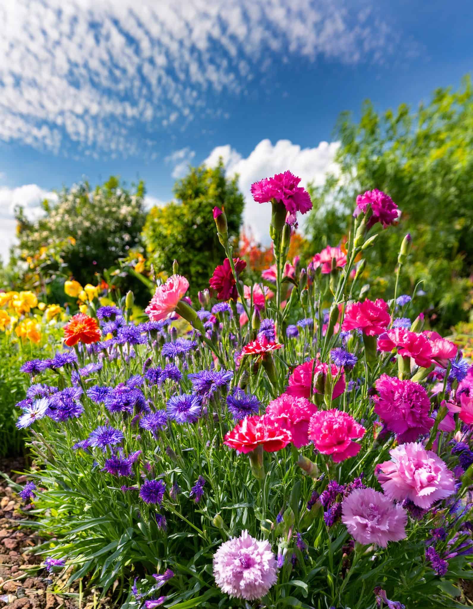 Wildflowers and carnations