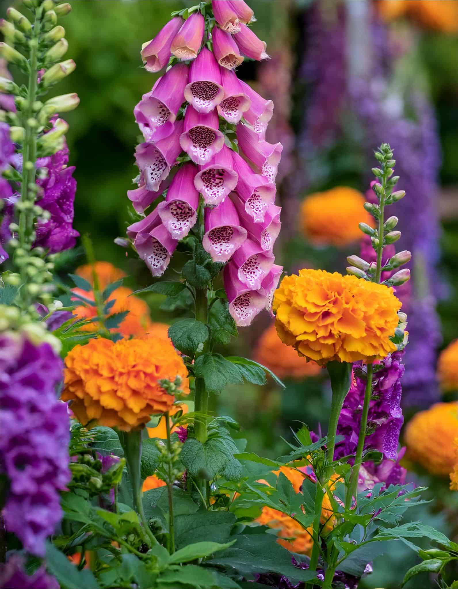 foxglove and Marigolds