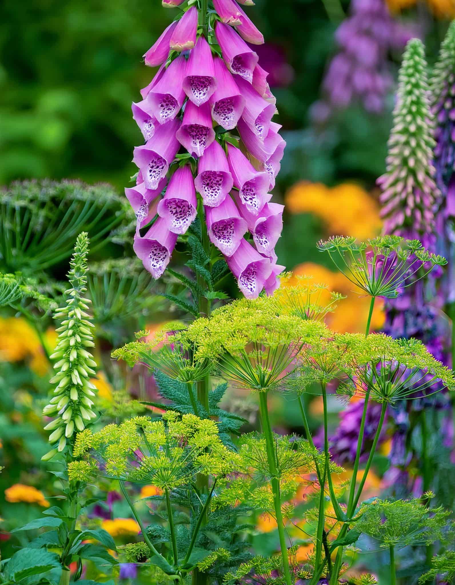 foxglove flowers and dill