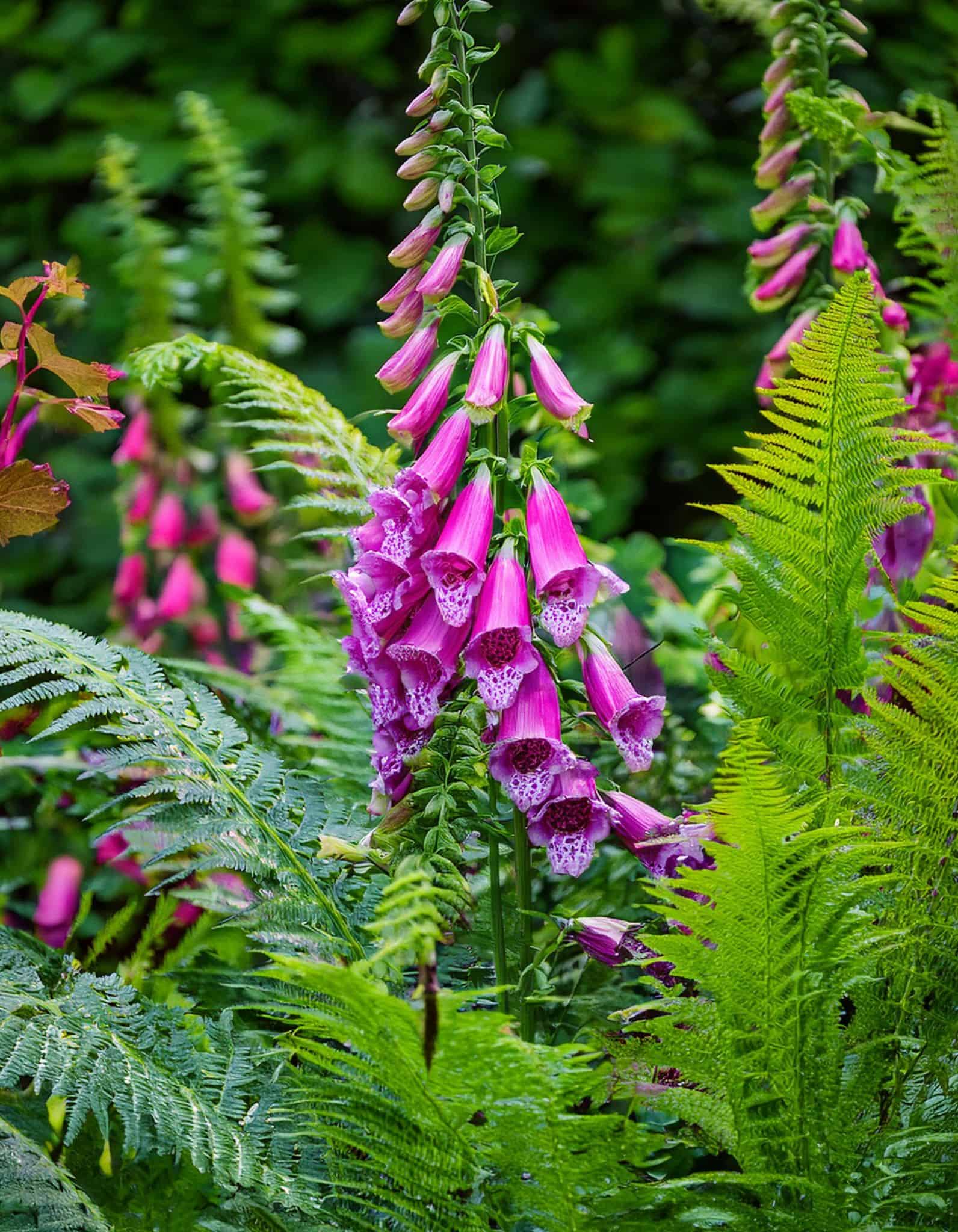 foxglove flowers and ferns