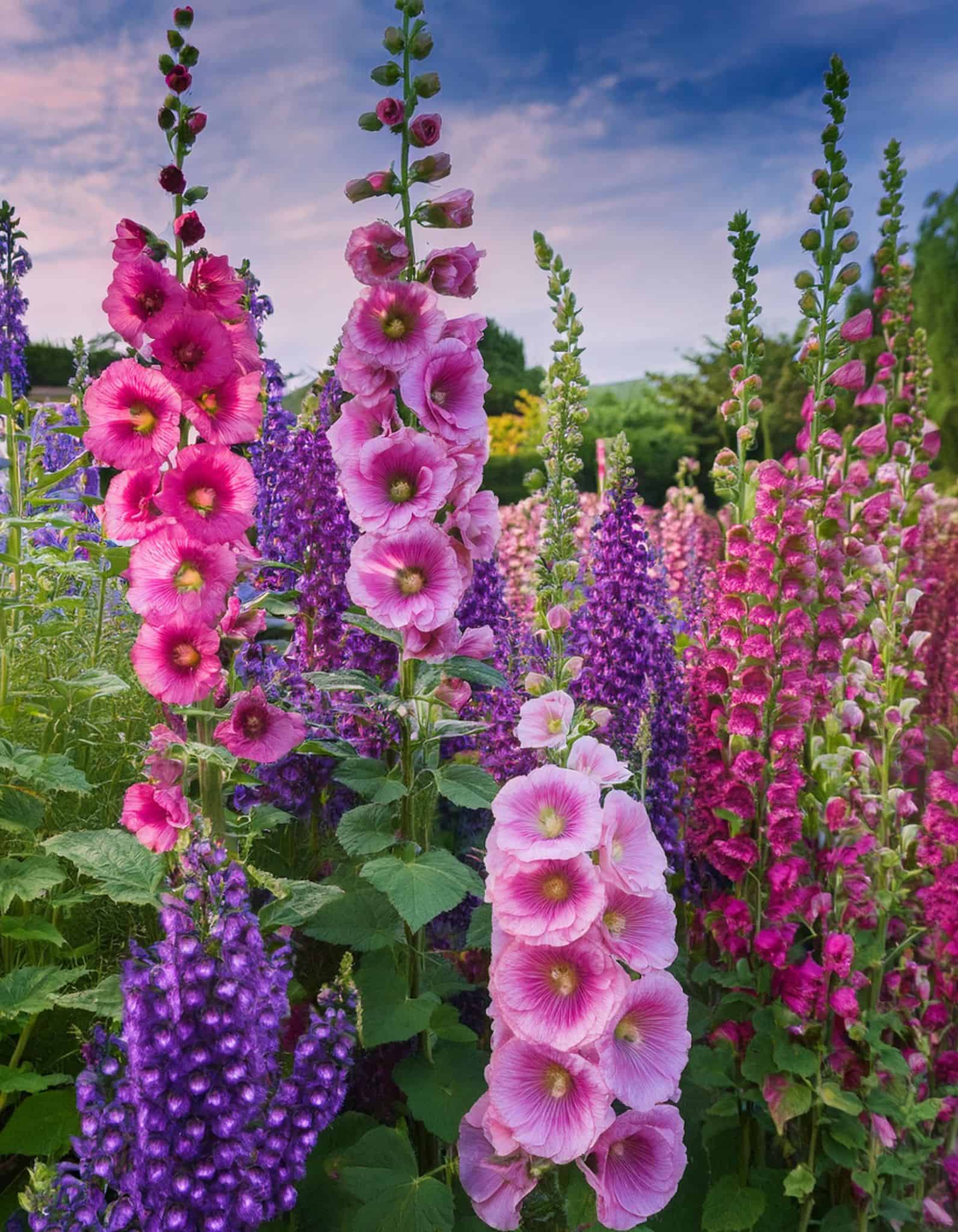 foxglove flowers and holyhocks