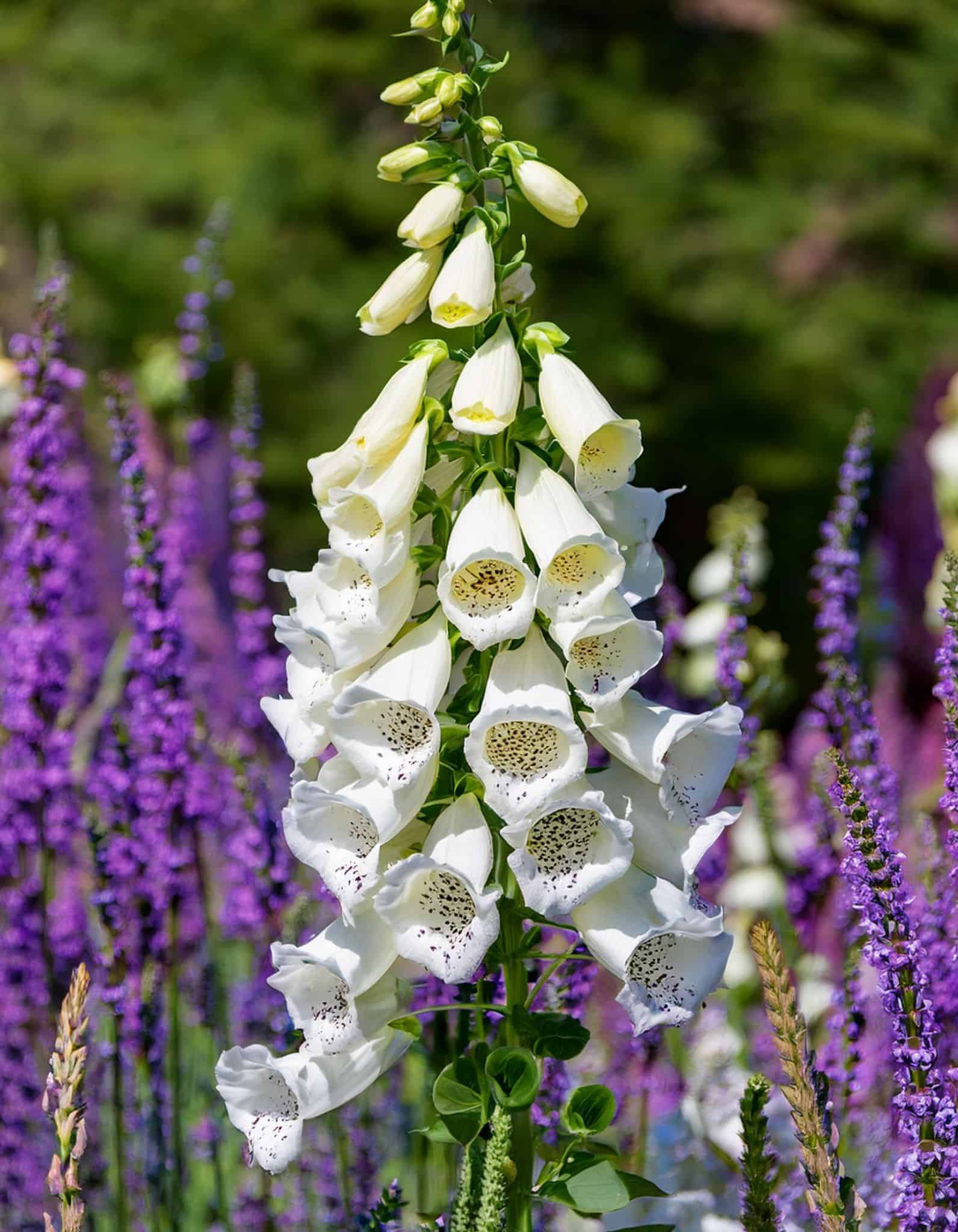 foxglove flowers and lavender