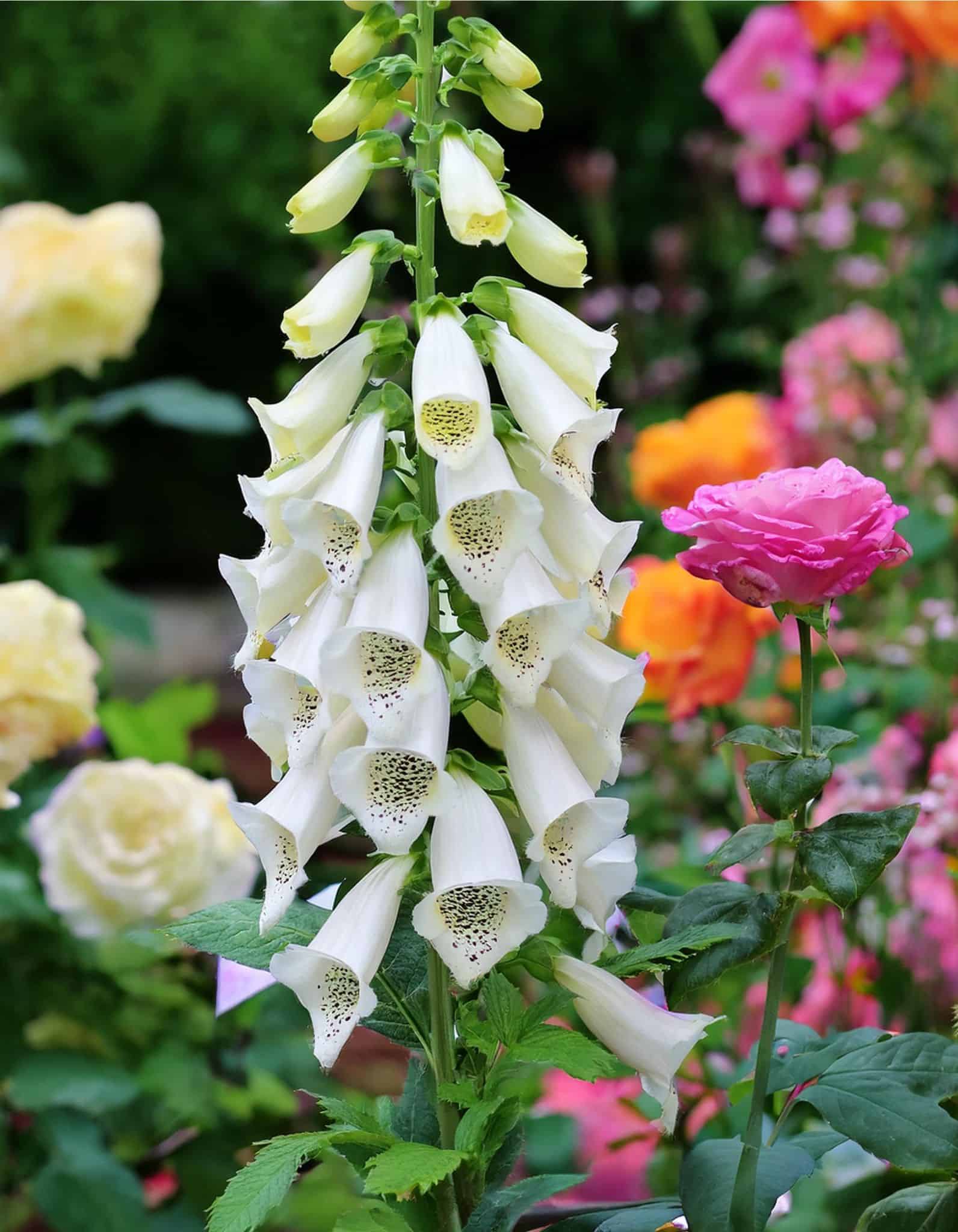 foxglove flowers and roses