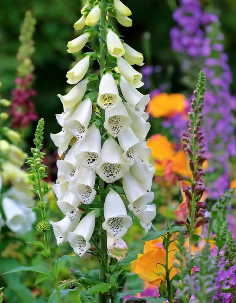 foxglove flowers and wildflowers