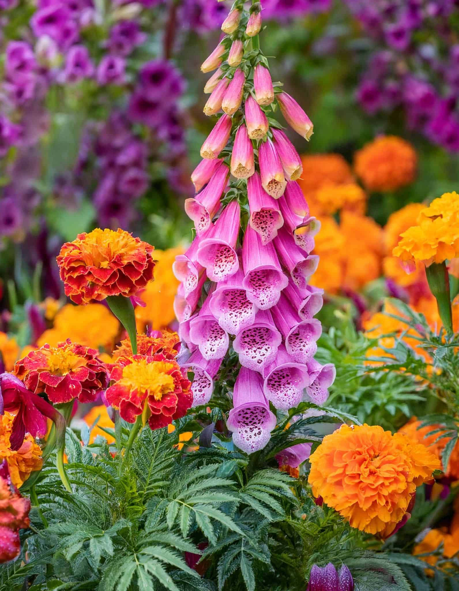 foxglove flowers marigolds