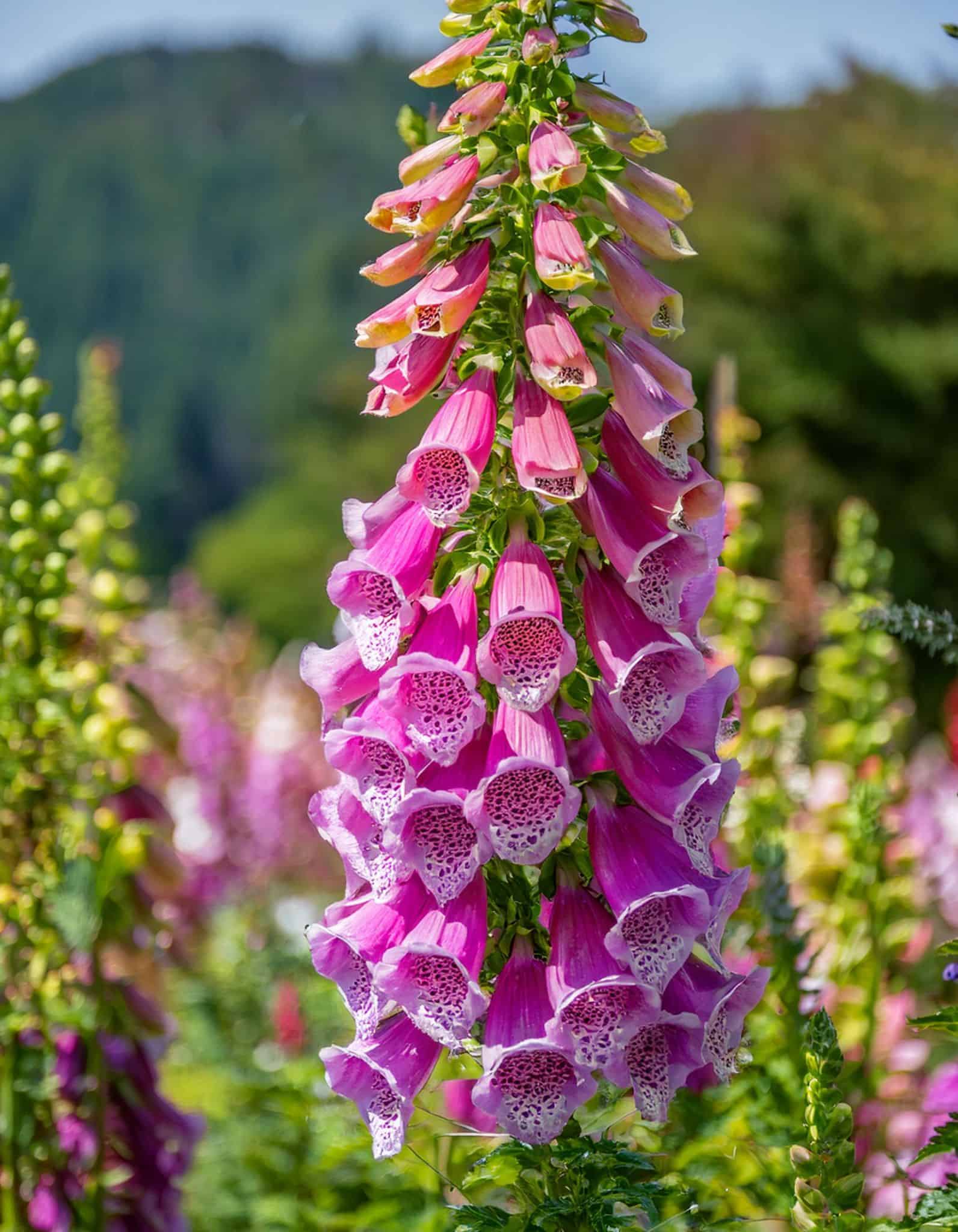 foxglove flowers