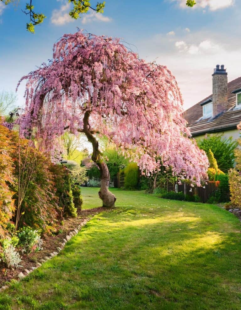 11 Stunning Dwarf Flowering Trees to Enchant Your Garden