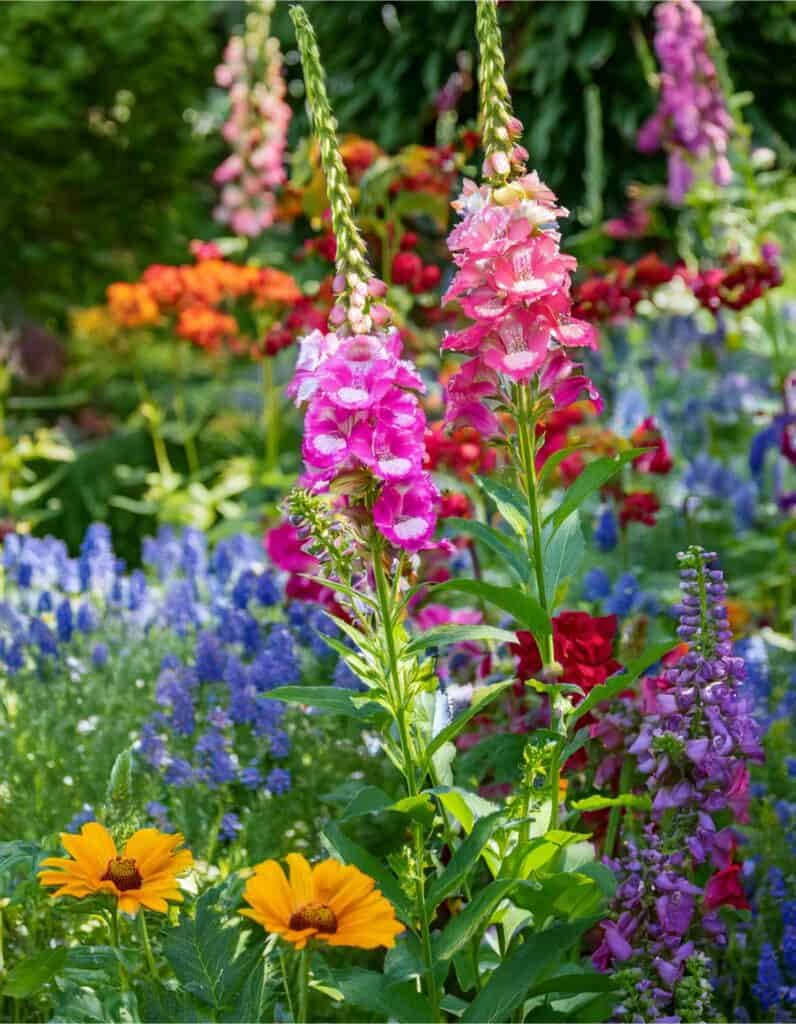 Obedient plant