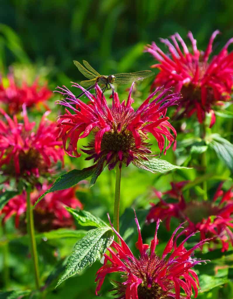 bee balm dragonflies