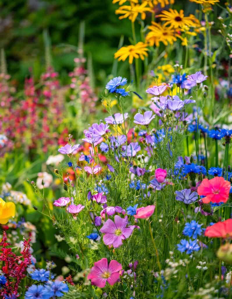 Blue flax chaos garden flowers