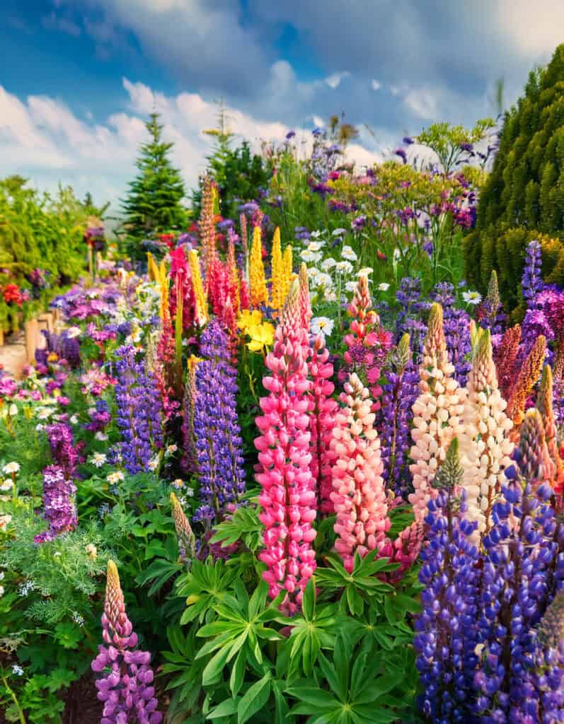 Lupine chaos garden