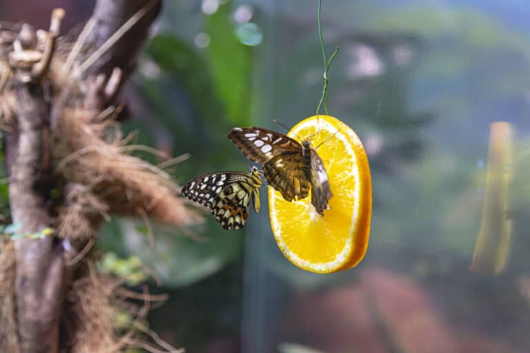 DIY Butterfly Feeder: Using Simple Stuff Around your Home