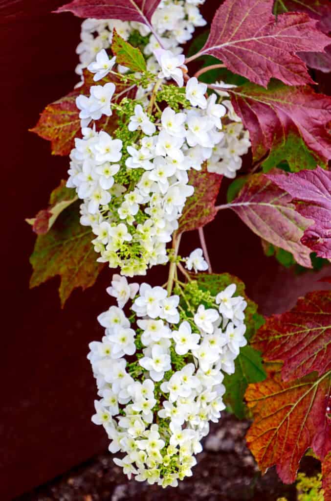 Oakleaf Hydrangea