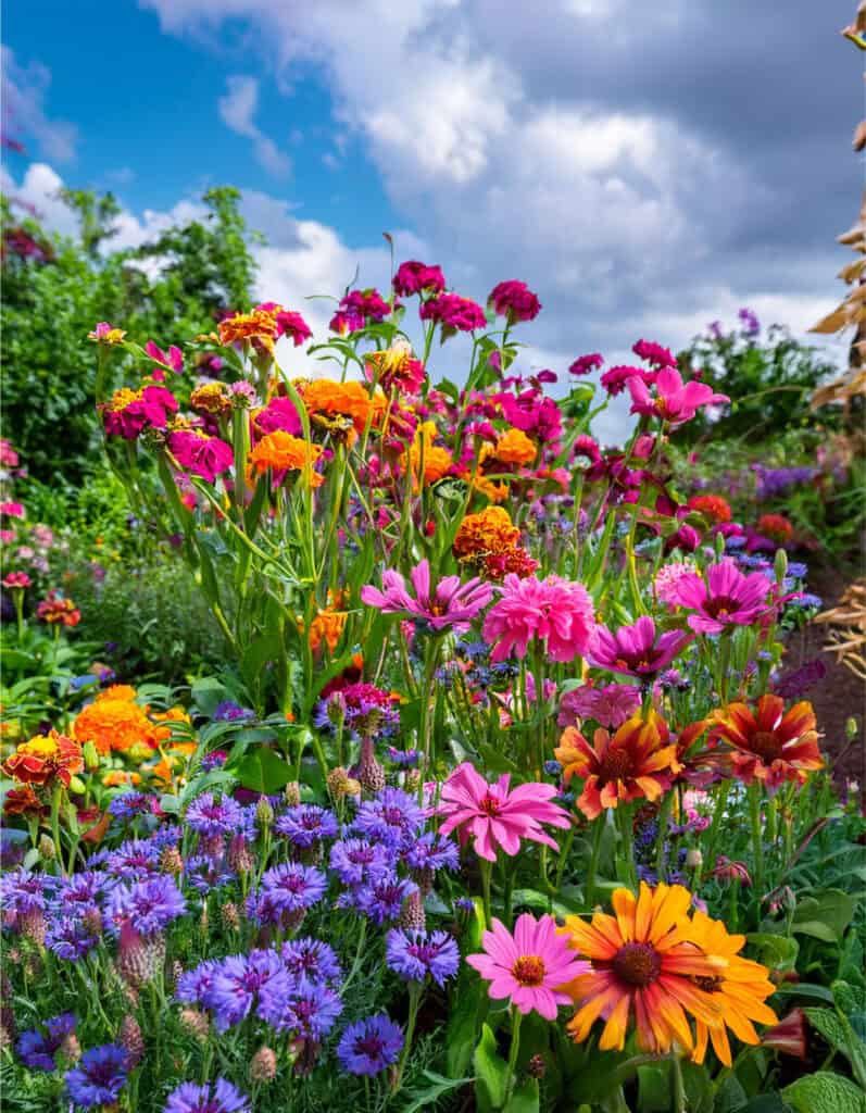 Zinnias and cornflowers