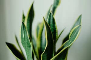 How to Grow Snake Plants FAST: 9 Tips That Worked for Me