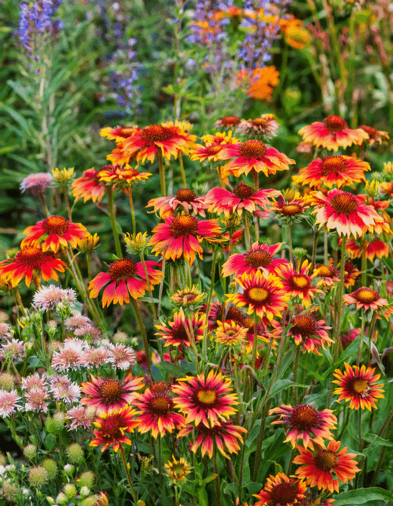 Gaillardia flowers growing with wildflowers