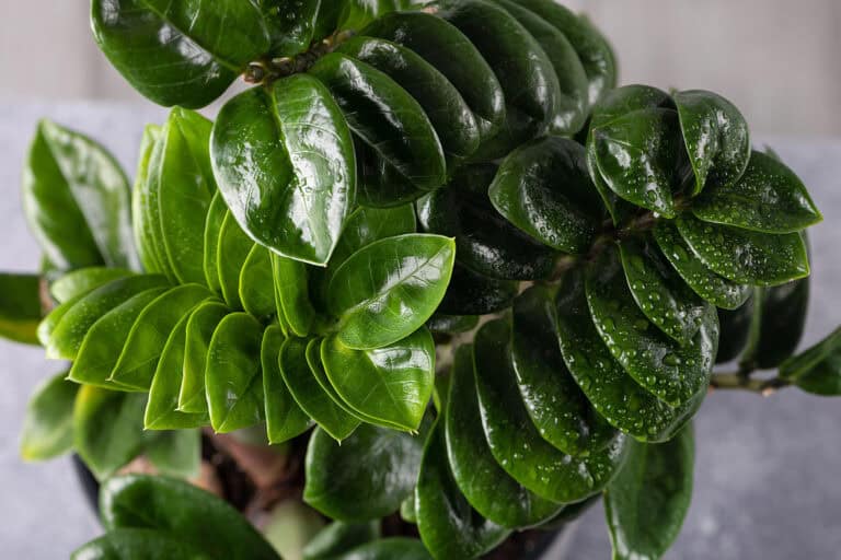 10 Essential Care Tips for Growing a Healthy ZZ Plant Indoors