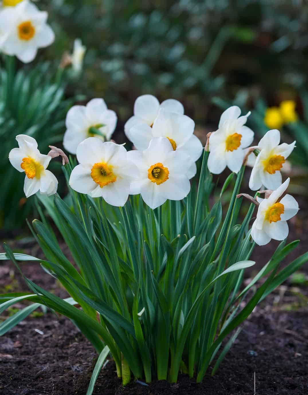 Paperwhite narcissus 1