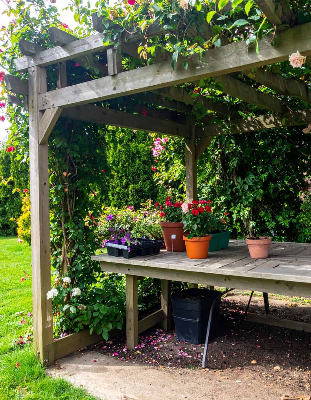 Vining Arbor seedling station