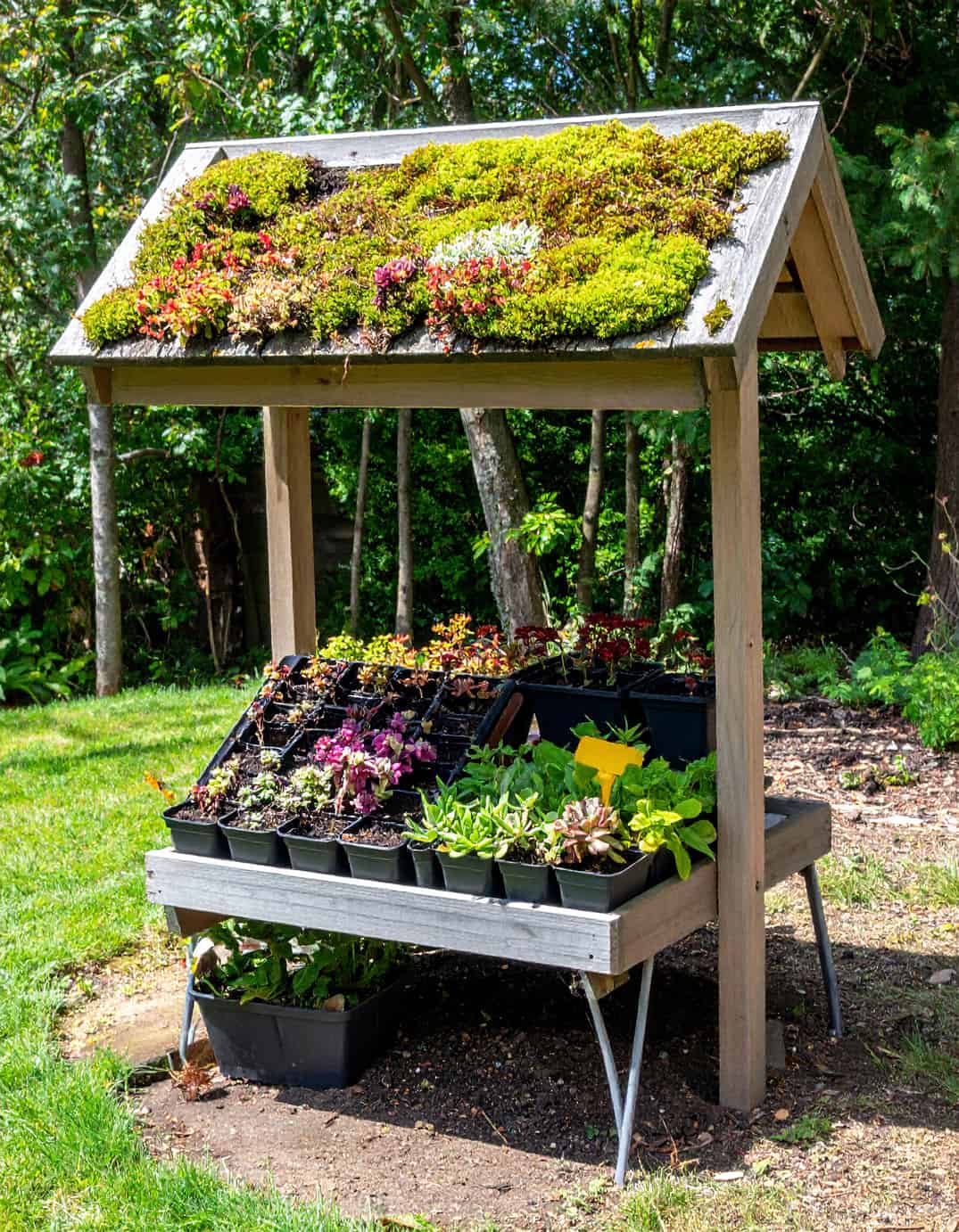 moss coated seedling station