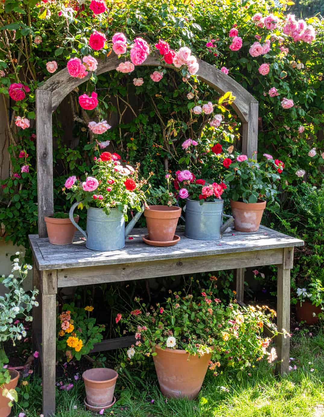 Roses table seedling station