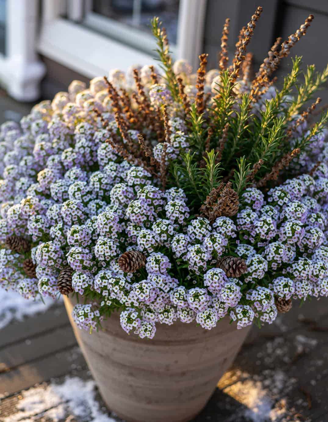 Firefly Winter porch large planter including many Low alyssum spilling around fragrant rose 87541