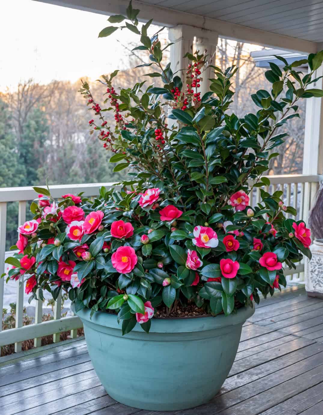 Winter porch large planter including many Camellias Laurel and Red Berries in a p 87541