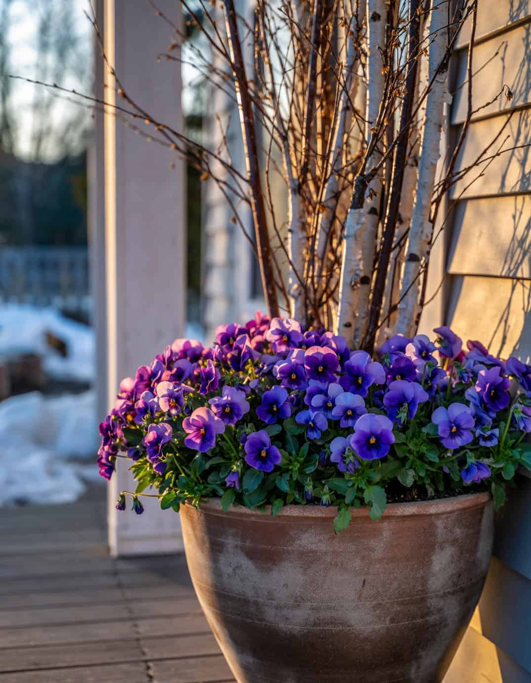 Winter porch large planter including many Soft purple violas accented with slender 87541