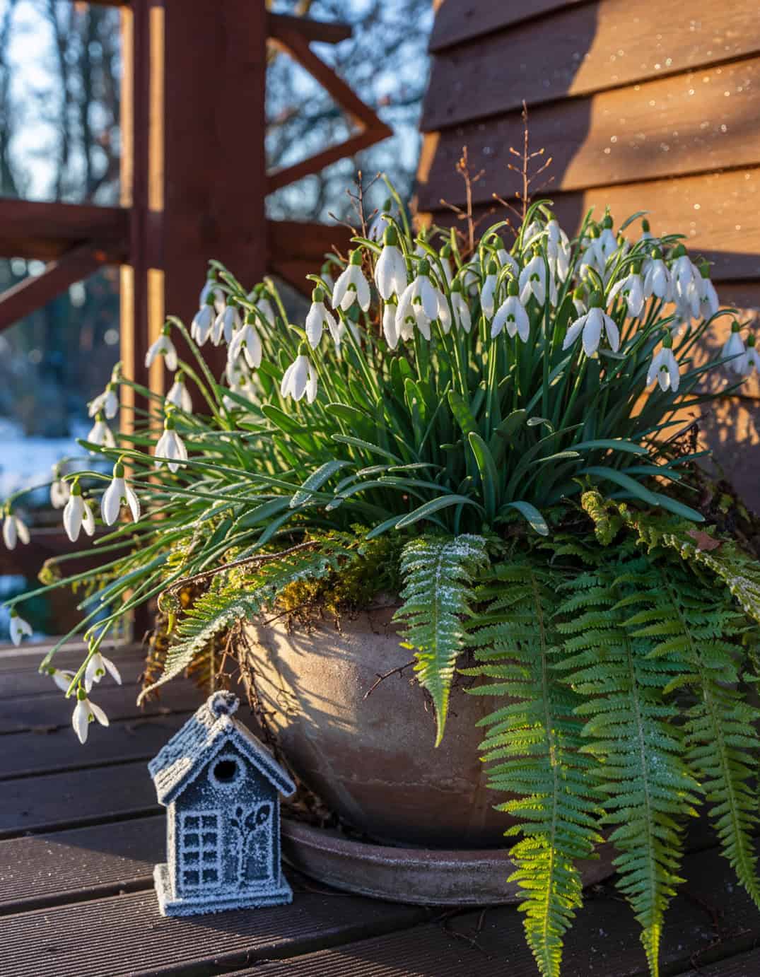 Winter porch large planter including many snowdrop flowers with ferns and a small d 87541