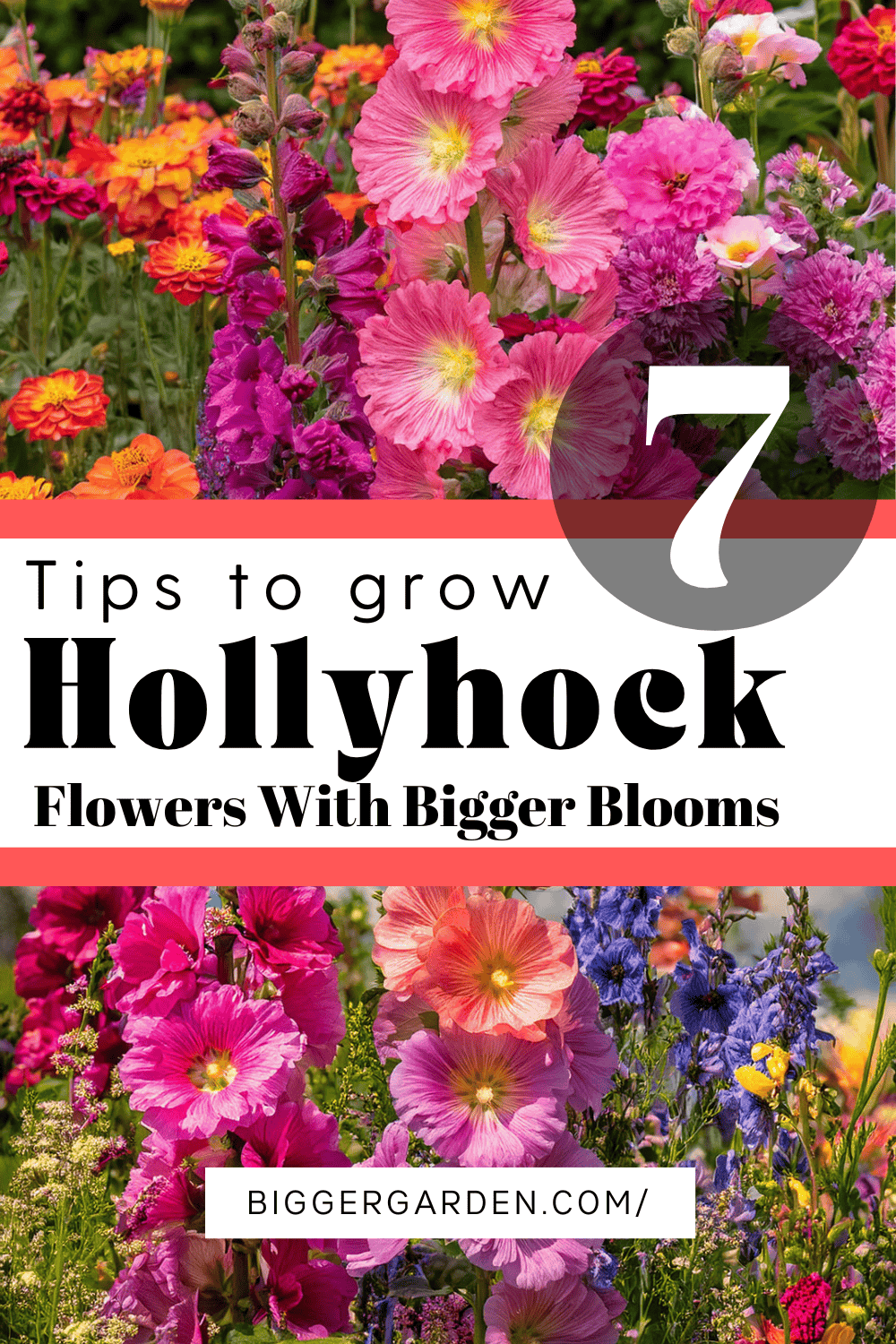 Hollyhocks 2