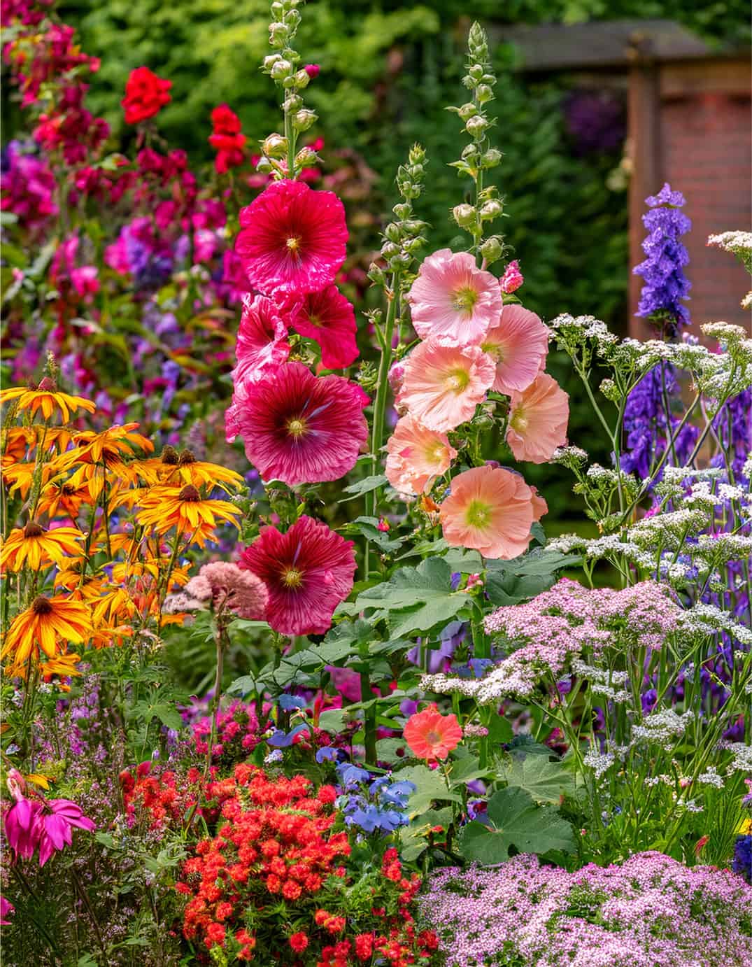 Hollyhocks and black eye Susans 1