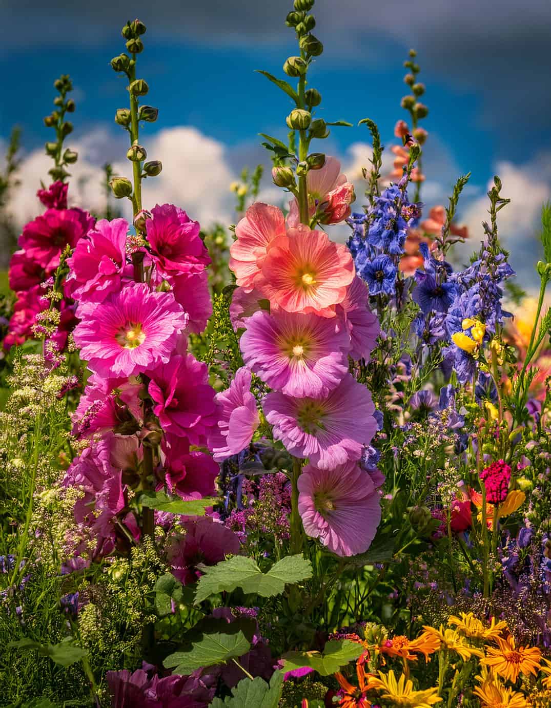 Hollyhocks and wildflowers