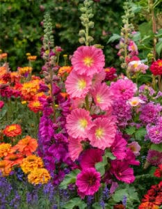 7 Essential Steps to Growing Fuller Hollyhocks With More Flowers