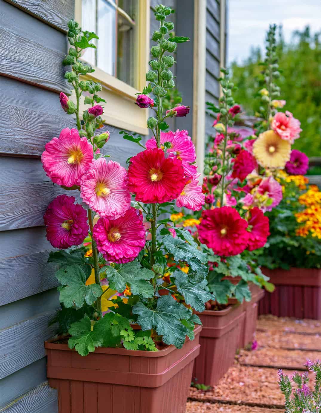 Hollyhocks growing in flower pots