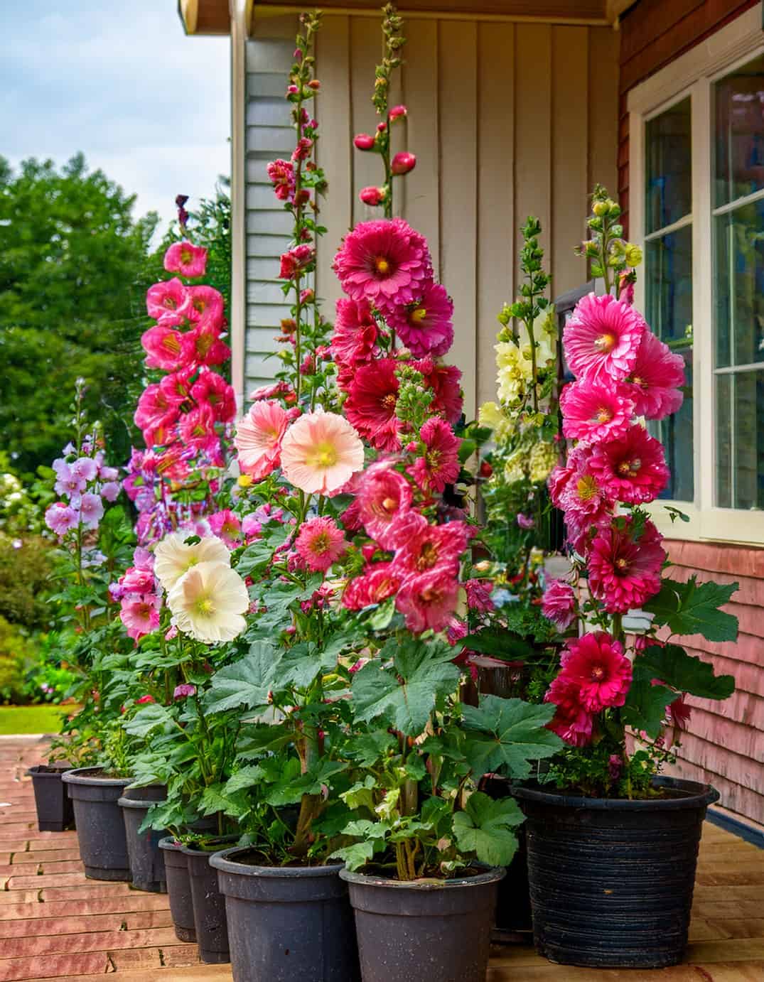 Hollyhocks in pots