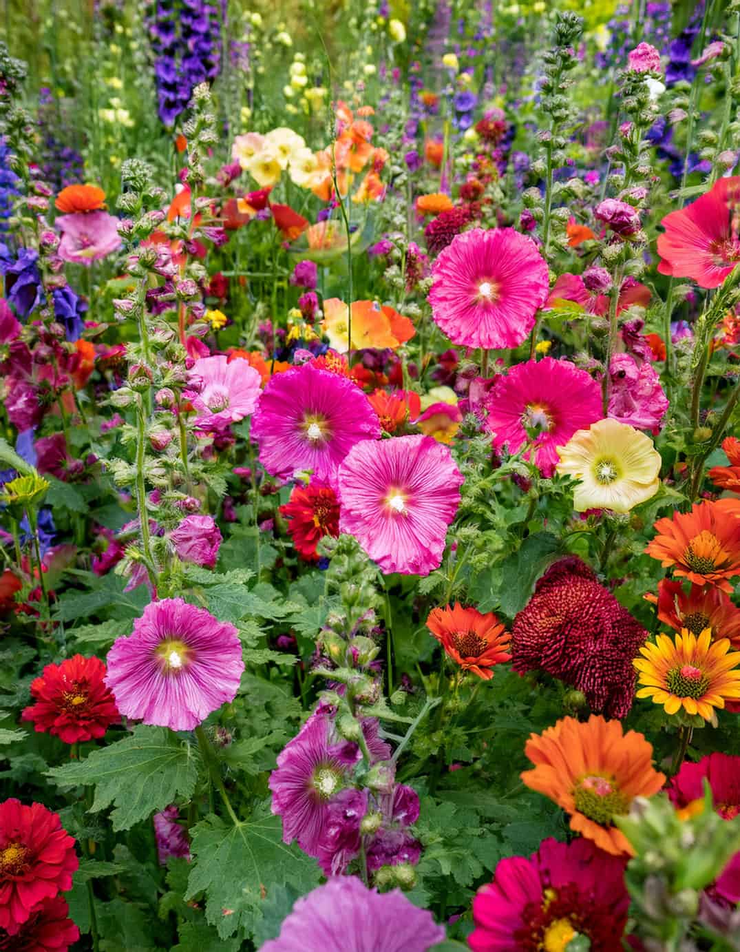 wildflowers and holyhocks flowers growing in a flower garden