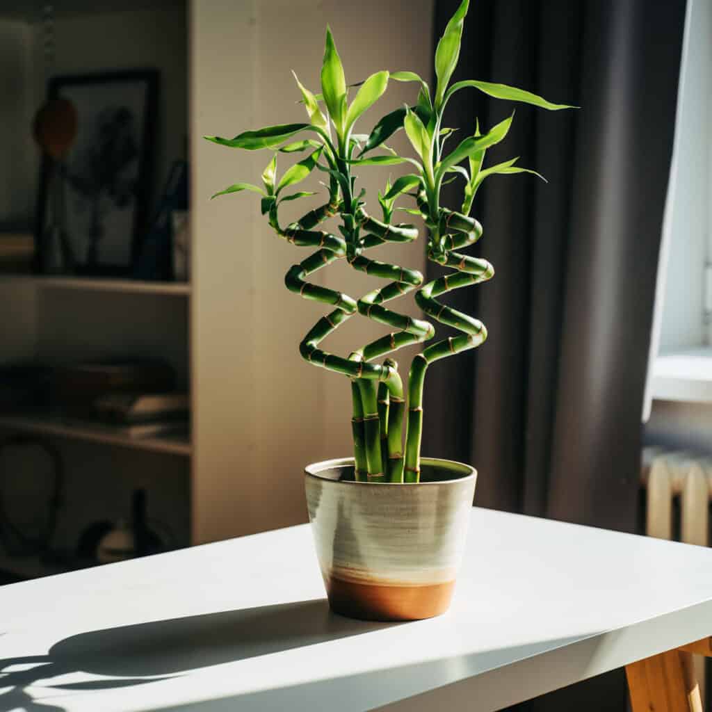 Dracaena sanderiana luckt bamboo plant house plant in a ceramic pot growing on a w 122444