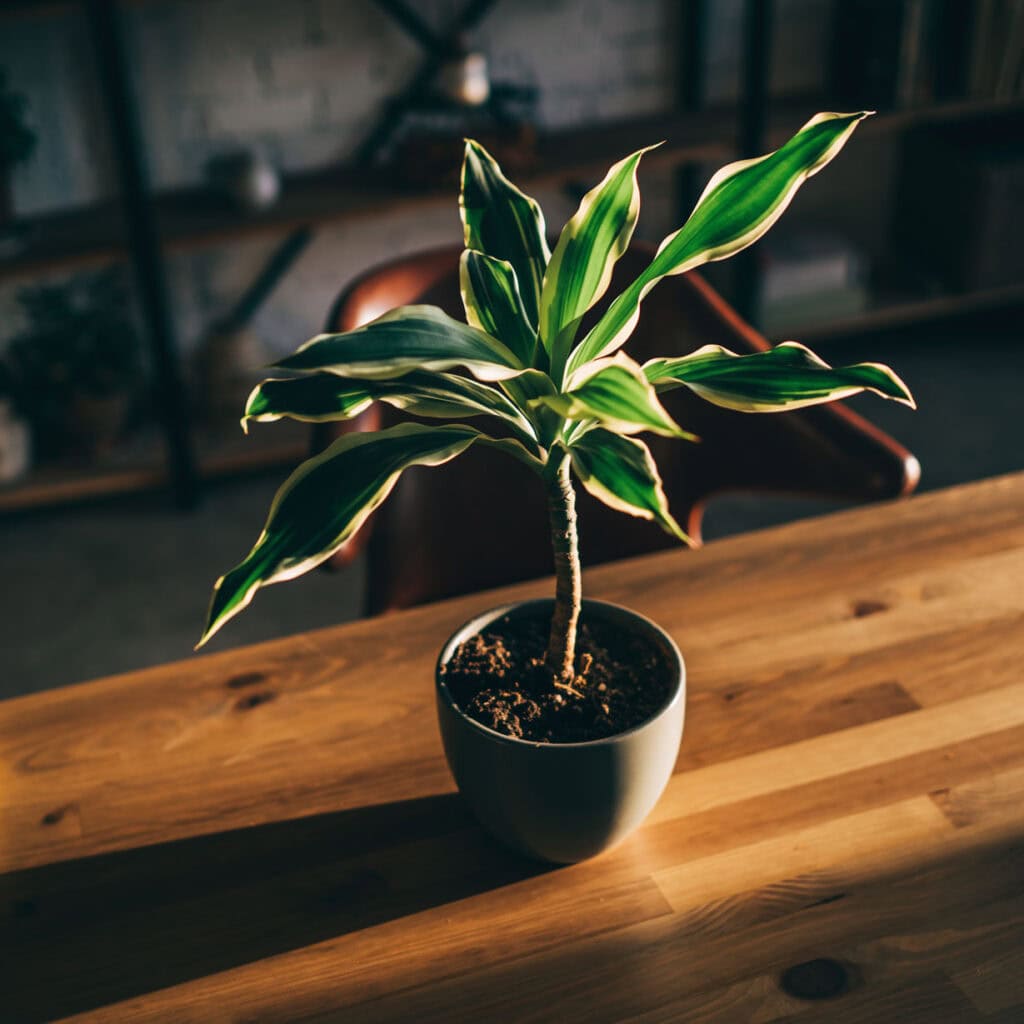 Dracaena trifasciata house plant in a ceramic pot growing on a desk in a basement